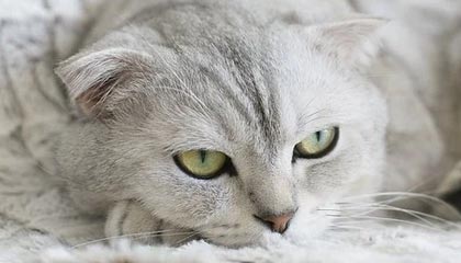 九游9游-英超激烈争夺，豪门战火升腾